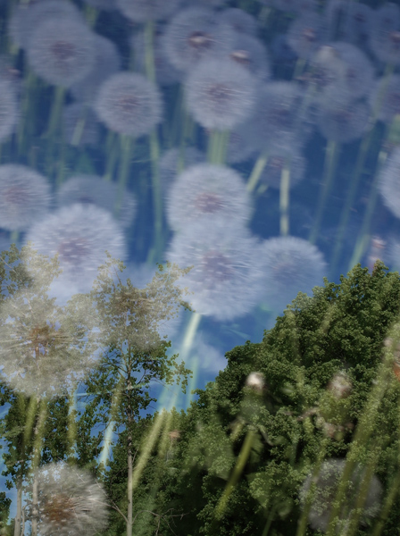 616 :: Dandelion blue